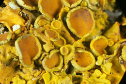 Image of orange wall lichen