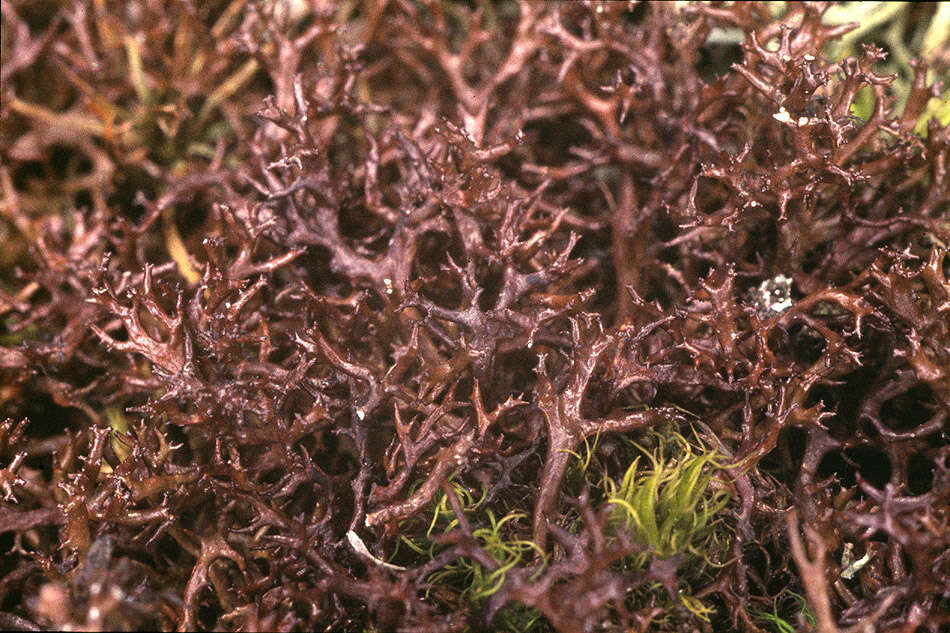 Слика од Cetraria muricata (Ach.) Eckfeldt
