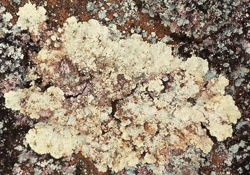 Image of leproloma lichen