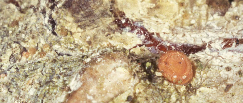 Image of resin sarea lichen