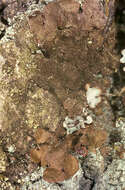 Image of Abraded Camouflage Lichen