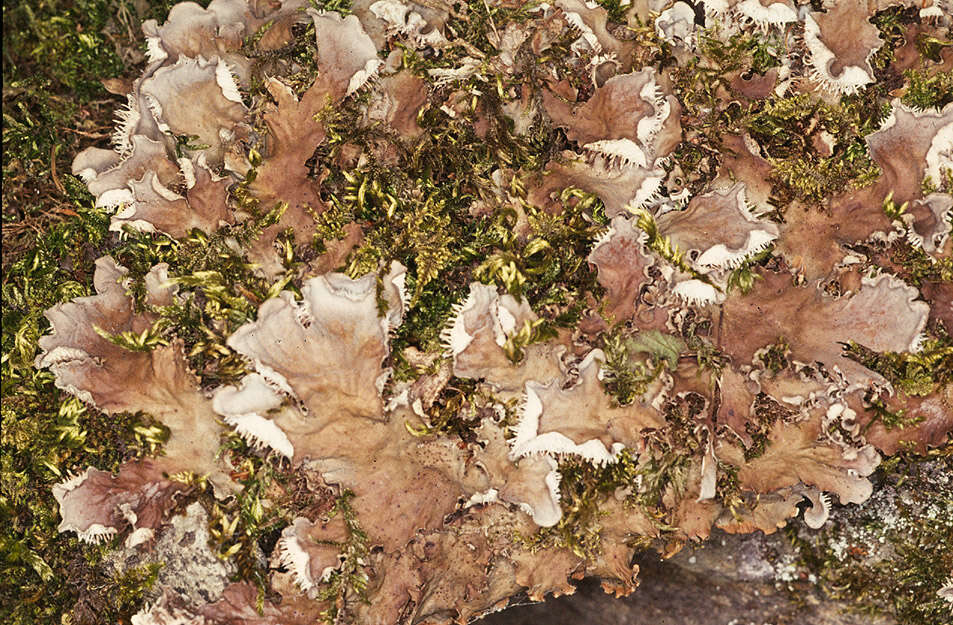 Image of Field dog-lichen;   Felt lichen