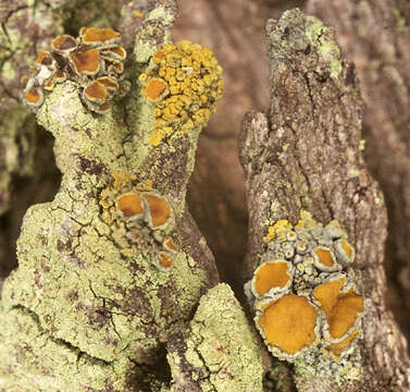 Image of orange wall lichen