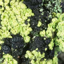 Image of arthrorhaphis lichen