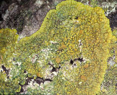 Image of Firedot lichens