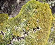 Image of Caloplaca flavescens (Huds.) J. R. Laundon