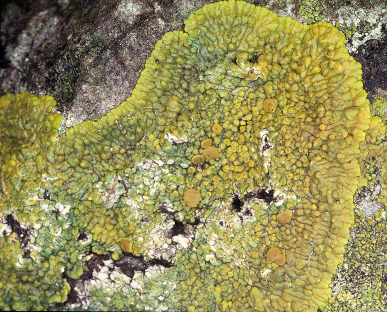 Image of Caloplaca flavescens (Huds.) J. R. Laundon