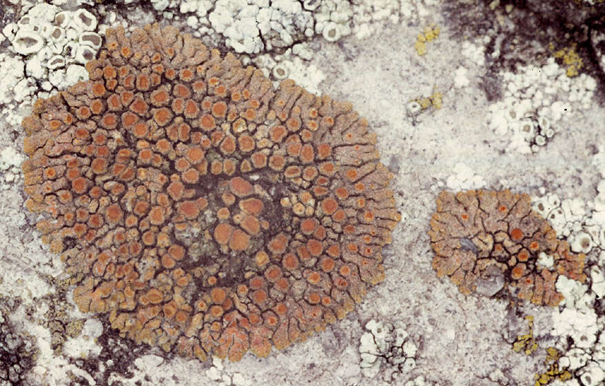 Image of orange lichen