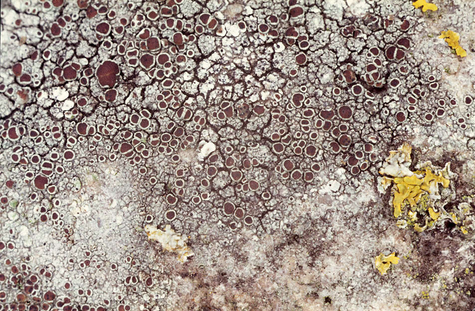 Image of rim lichen