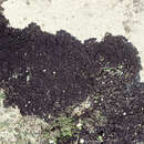 Image of Placynthium nigrum