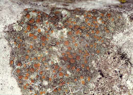 Protoblastenia rupestris (Scop.) J. Steiner的圖片