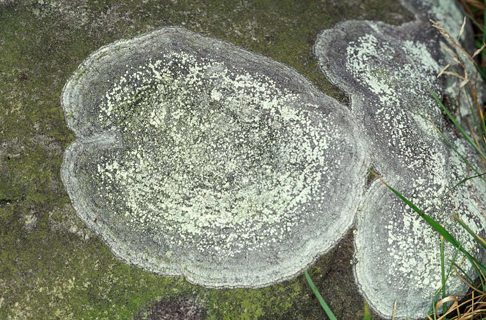 Image of Pertusaria aspergilla (Ach.) J. R. Laundon