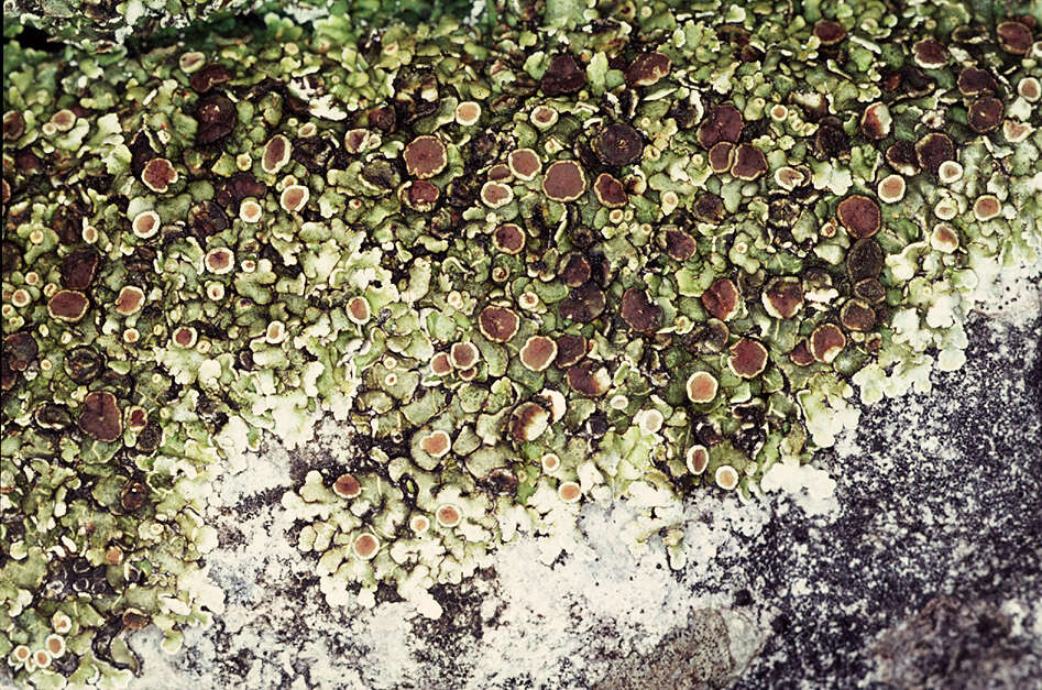 Image of rim lichen