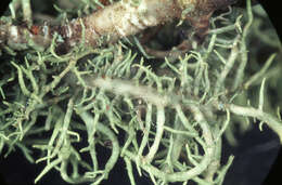 Image of Nit Beard Lichen