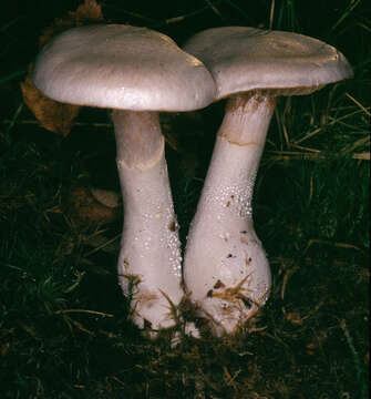 Image of light violet cortinarius