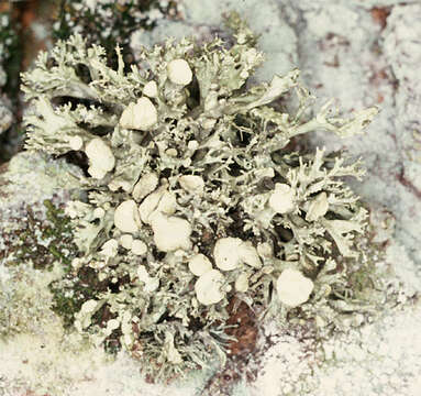 Image of Cartilage lichen