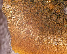 Image of Caloplaca flavescens (Huds.) J. R. Laundon