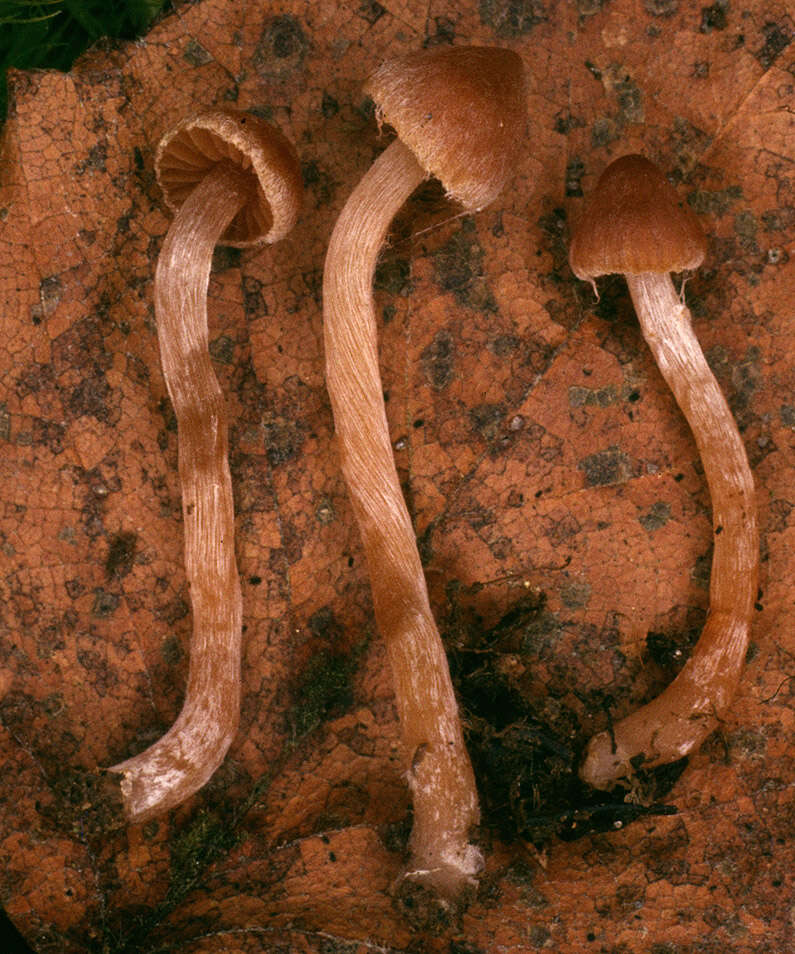 Image of Cortinarius striaepilus J. Favre 1948