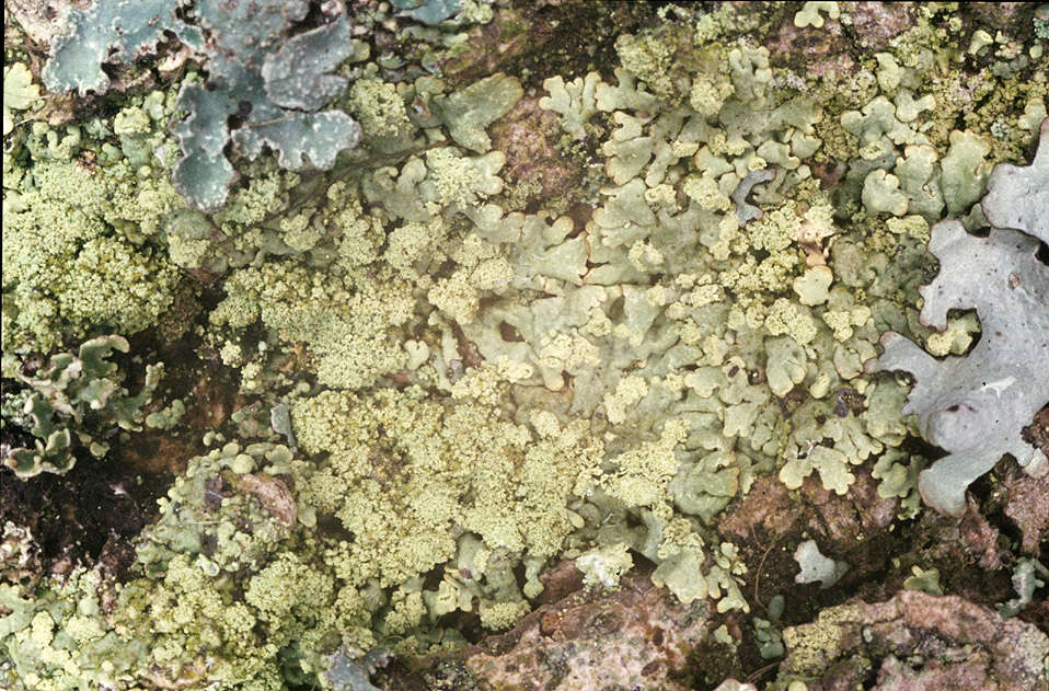 Image of ambiguous bran lichen