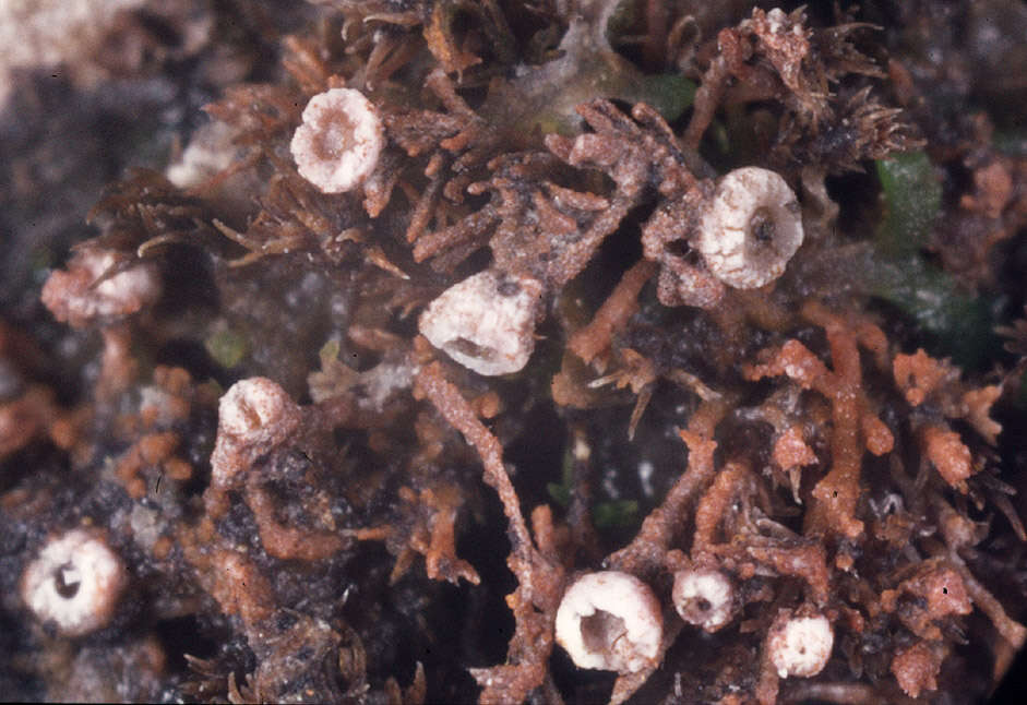 Image of dimple lichen