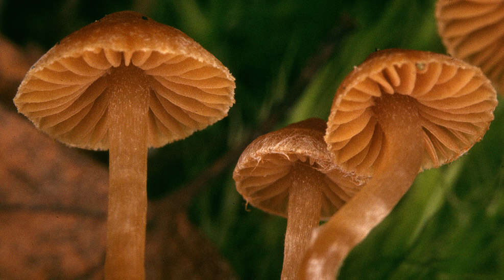 Image of Cortinarius striaepilus J. Favre 1948