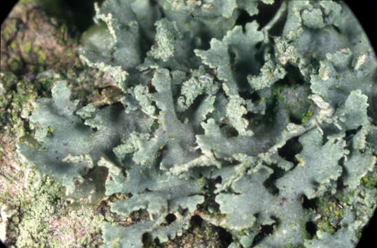 Physcia tribacia (Ach.) Nyl. resmi