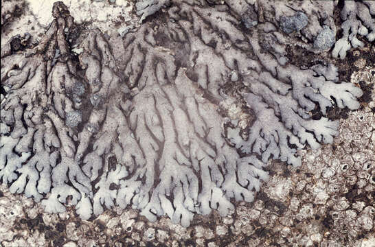 Image of Blue-gray rosette lichen