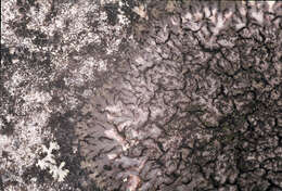 Image of wreath lichen