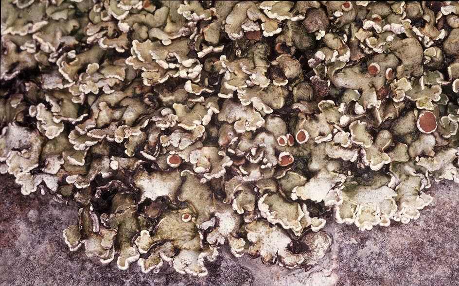 Image of rim lichen