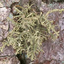 Image of Inflated Beard Lichen