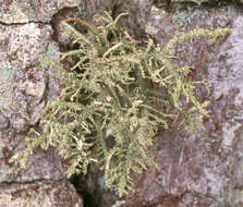 Image of Inflated Beard Lichen