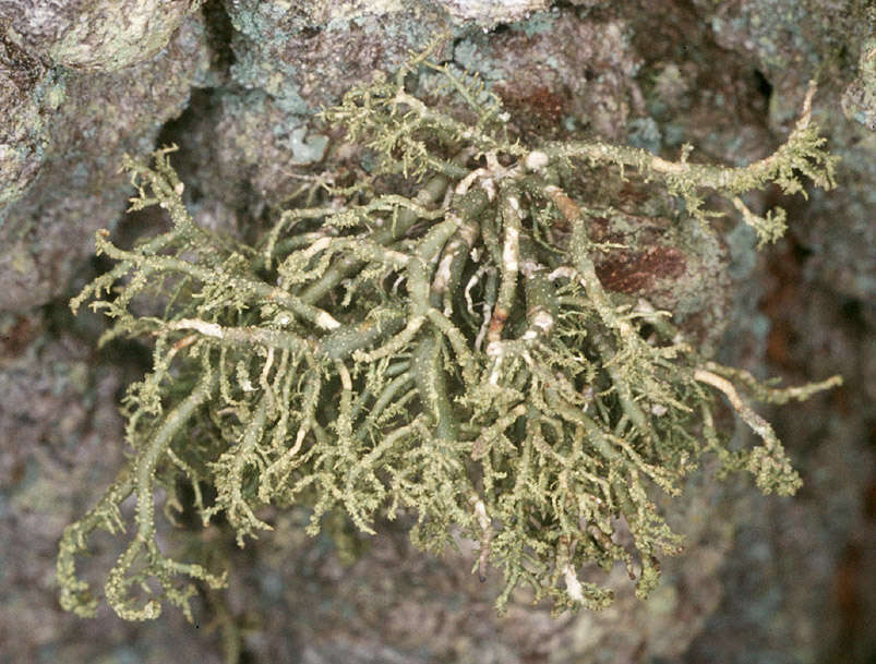 Plancia ëd Usnea cornuta Körb.