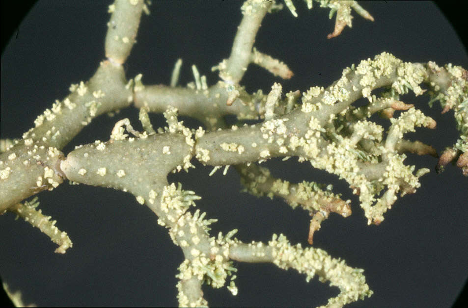 Plancia ëd Usnea cornuta Körb.