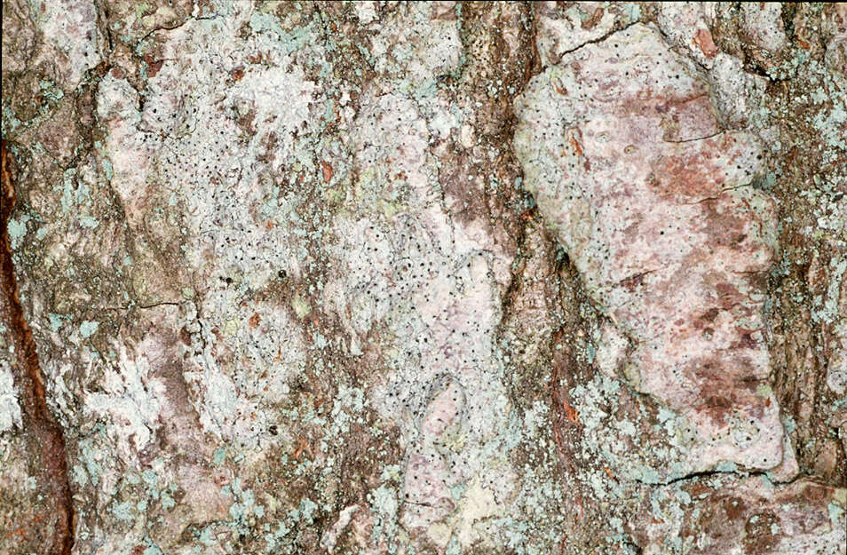 Image of cliostomum lichen