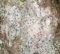 Image of Griffith's cliostomum lichen