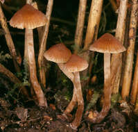 Image of Cortinarius striaepilus J. Favre 1948