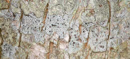 Image of Griffith's cliostomum lichen