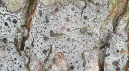 Image of Griffith's cliostomum lichen