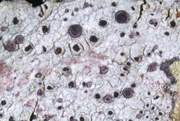 Image of Griffith's cliostomum lichen