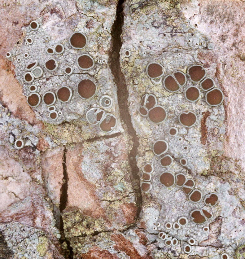 Image of rim lichen