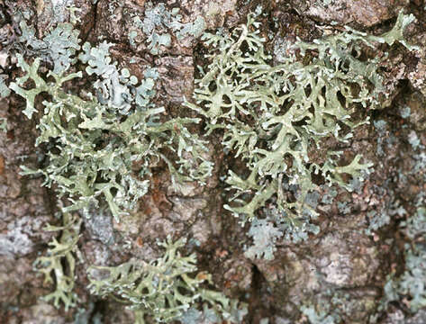 Image of ring lichen