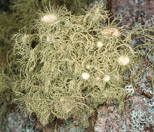 Image of Florida beard lichen