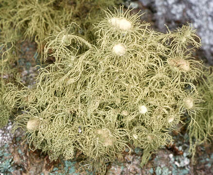 Plancia ëd Usnea florida (L.) Weber ex F. H. Wigg.