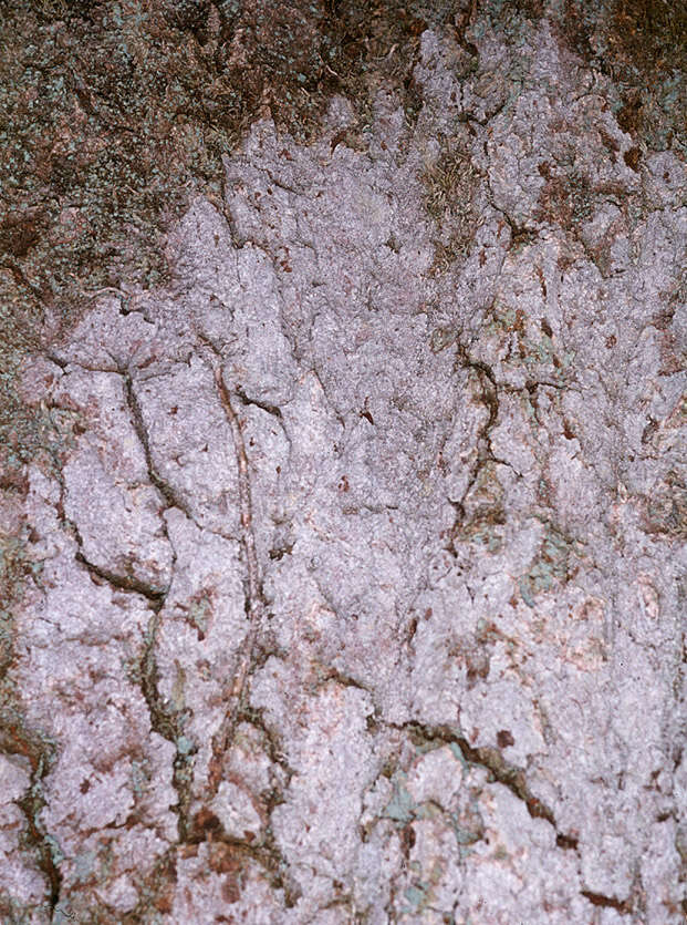 Image of old wood rimmed lichen