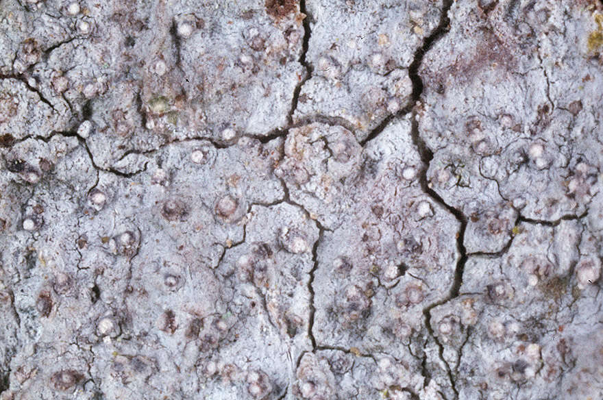 Image of old wood rimmed lichen