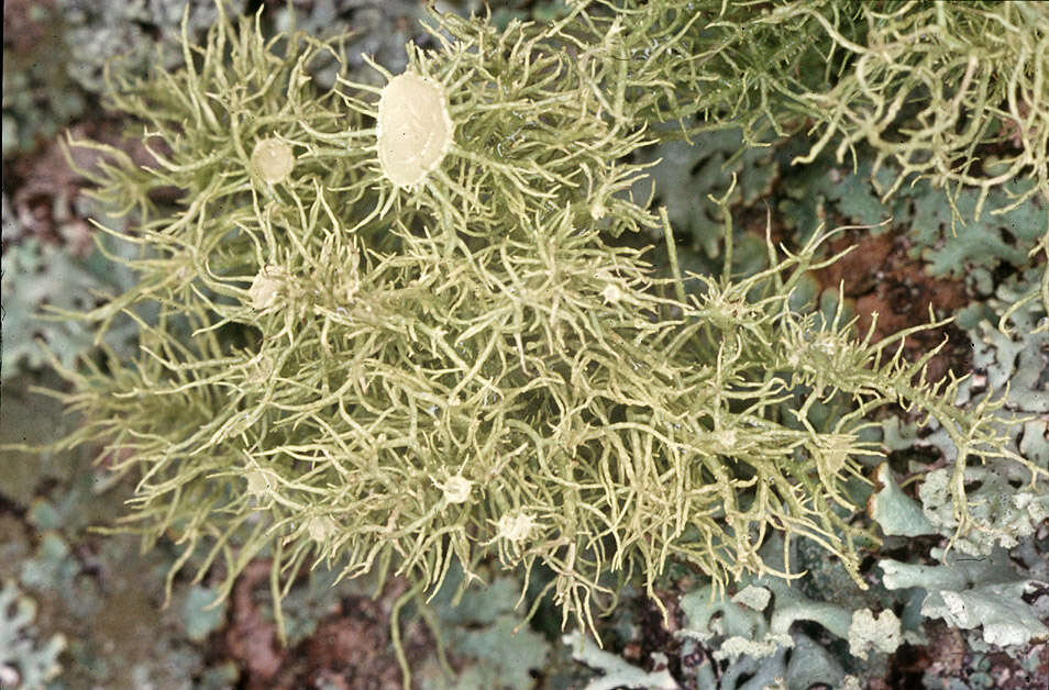 Image of Florida beard lichen