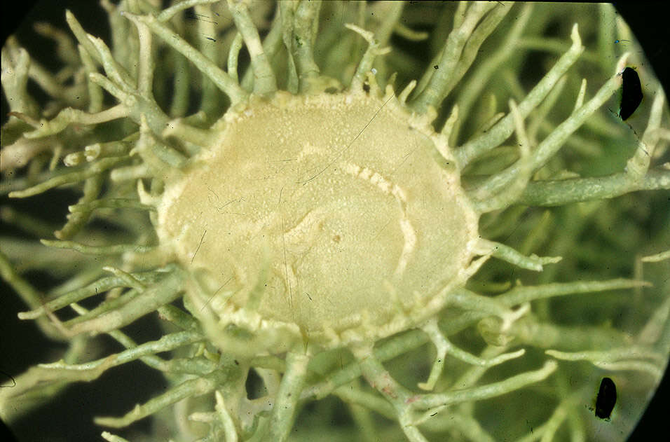 Image of Florida beard lichen