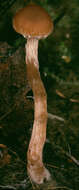 Image of Cortinarius striaepilus J. Favre 1948
