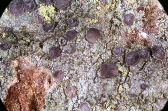 Image of Griffith's cliostomum lichen