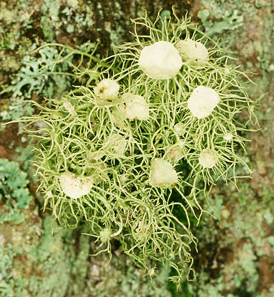 Image of Florida beard lichen